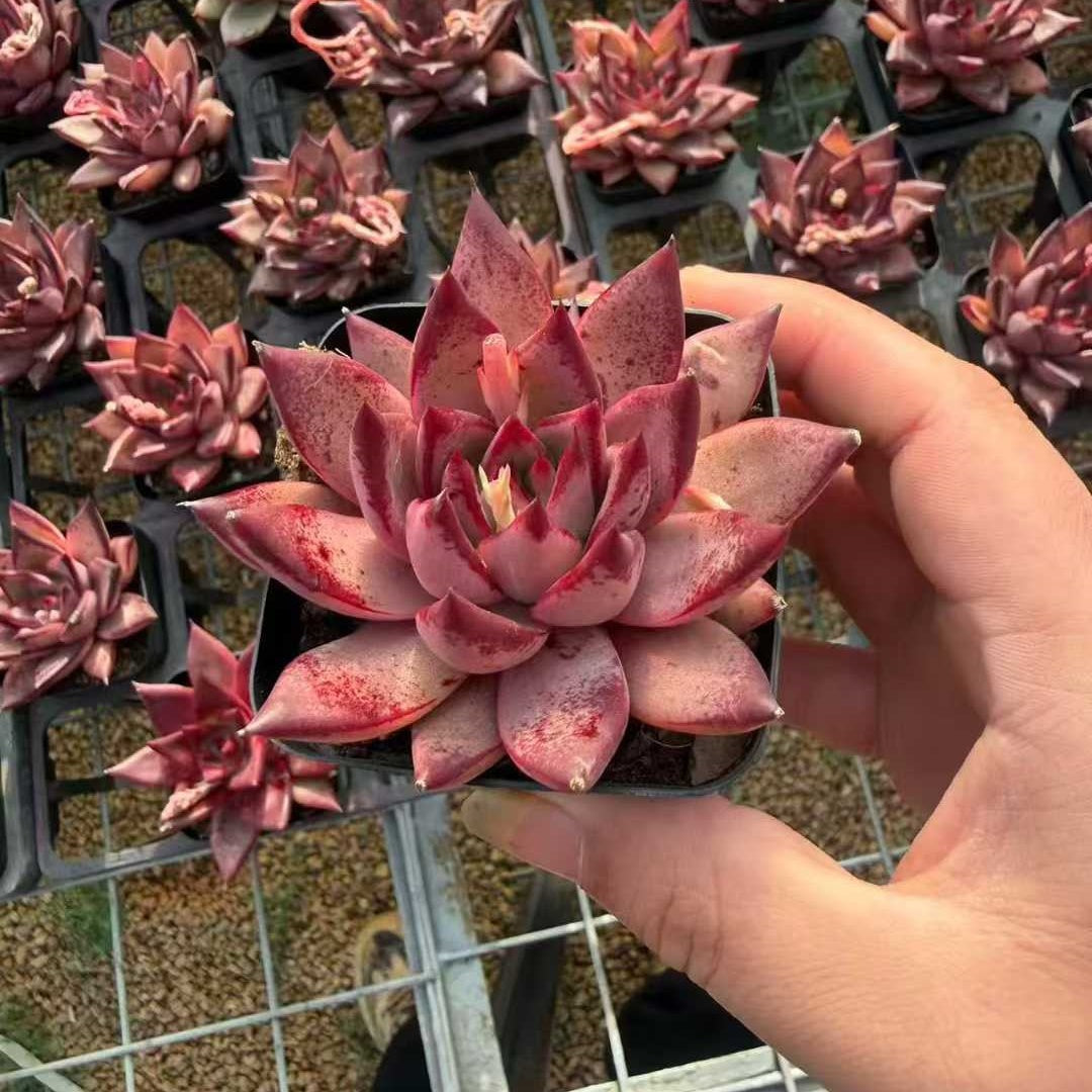 360748 Echeveria Blood Romeo (7cm pot size)