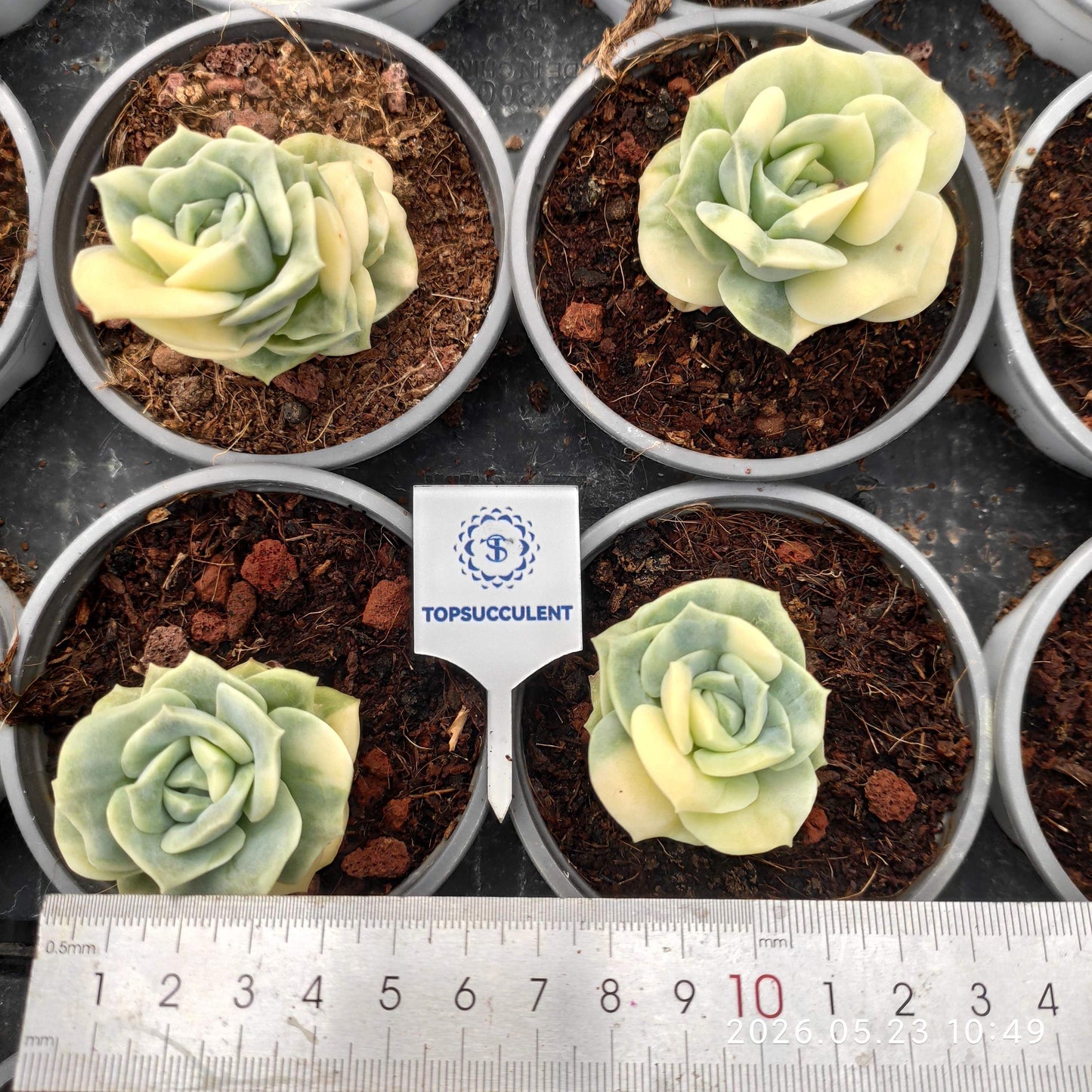 360880 Echeveria Lovely Rose Variegated (9cm pot size)