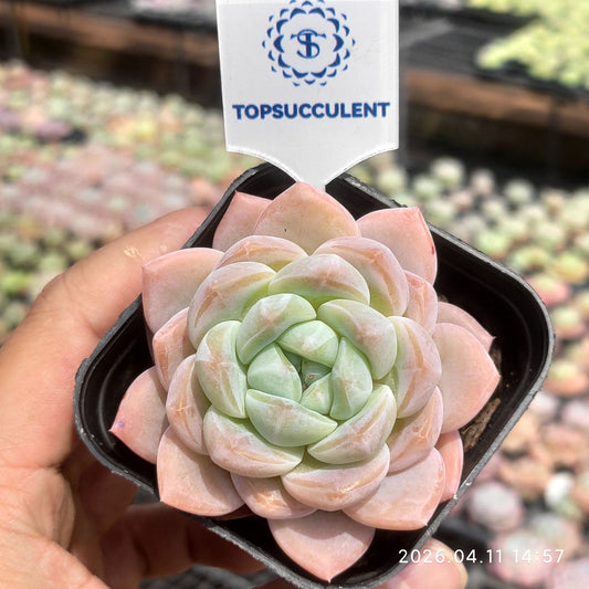 361469 Echeveria Ice Green (6.5cm pot size)