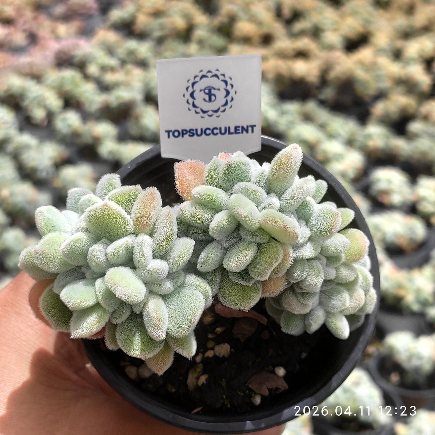 25625 Echeveria Frosty Cristata (9cm pot size)