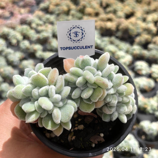 25625 Echeveria Frosty Cristata (9cm pot size)
