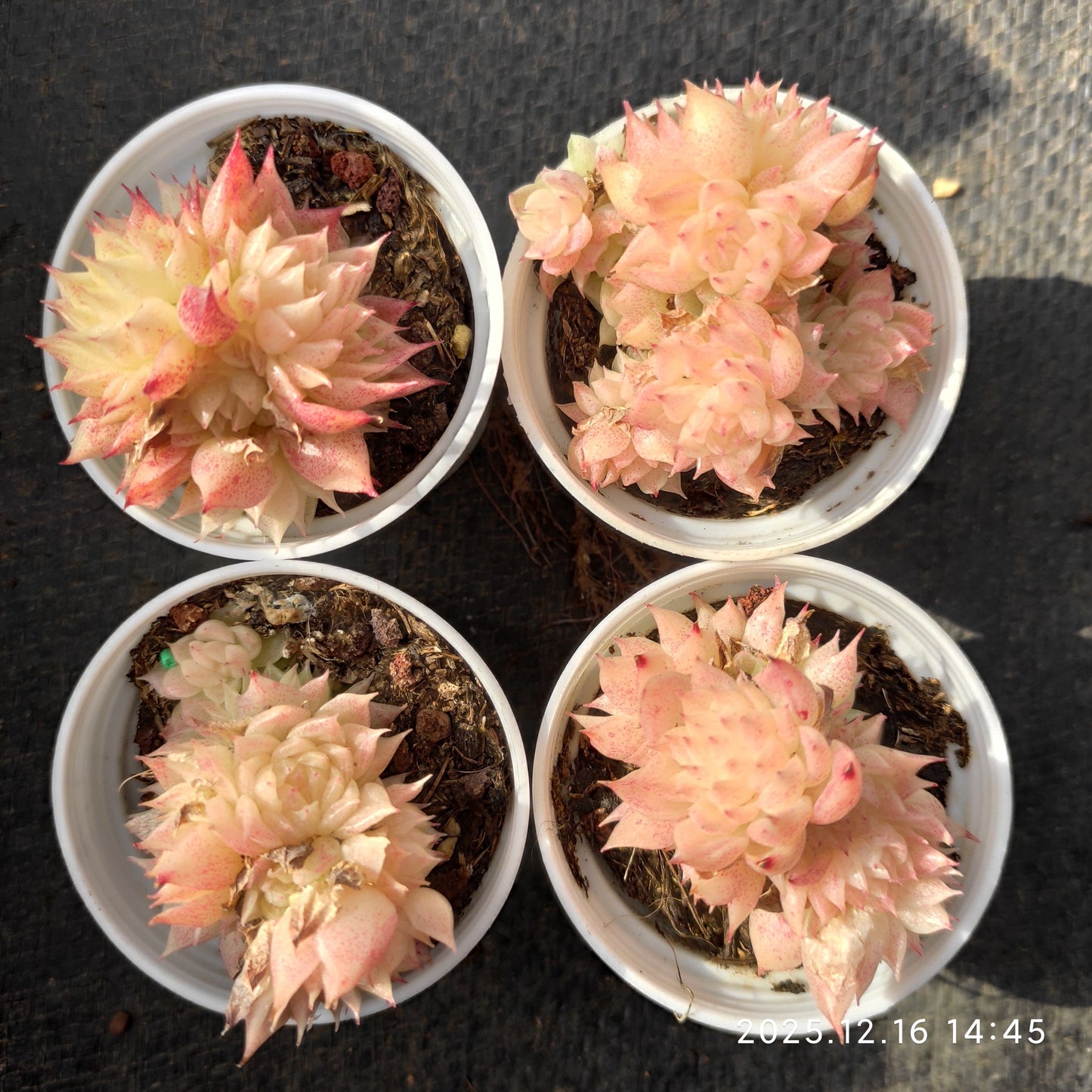 21284 Echeveria Butterfly Malgan Hyb (5.5cm pot size)