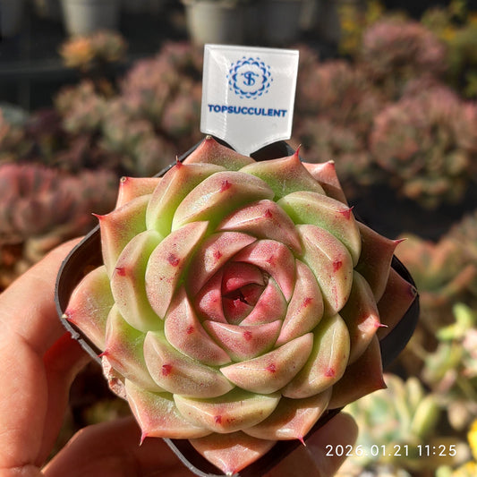 25086 Echeveria Rouge Malgan (6.5cm pot size)