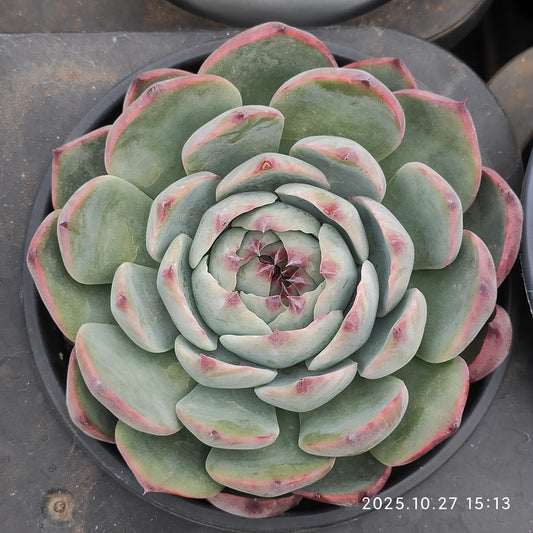 22183 Echeveria Chihuahuaensis (12cm pot size)
