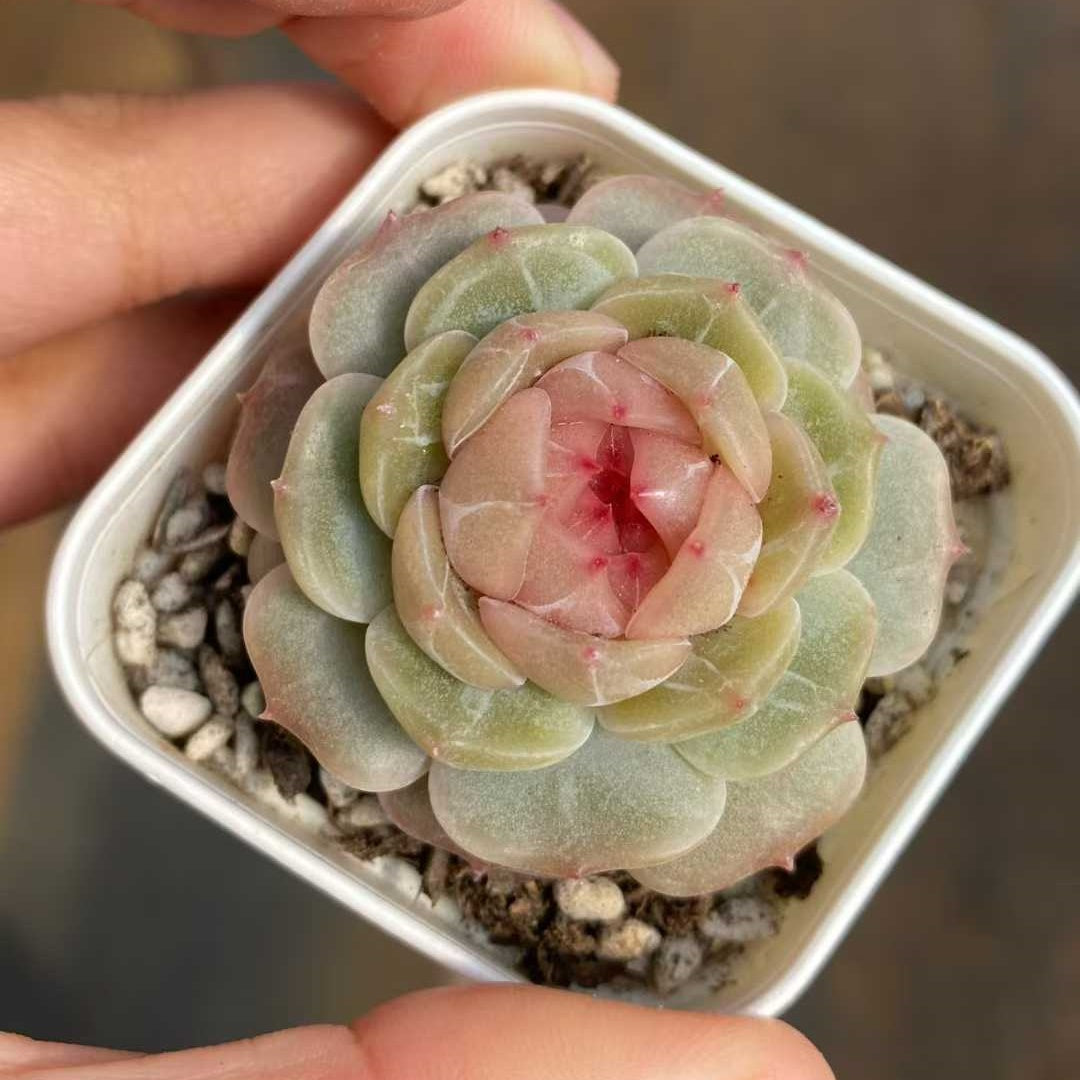 16869 Echeveria Dodo (5.5cm pot size)