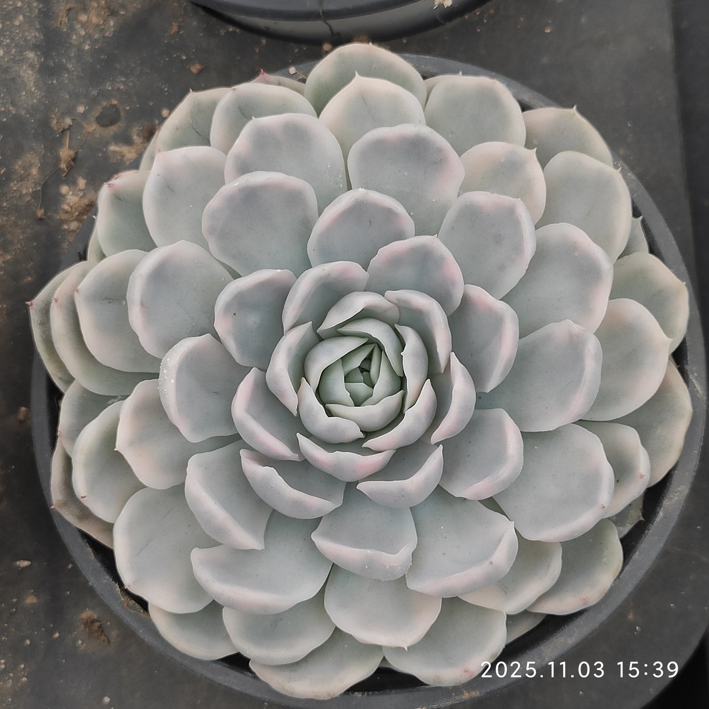 22320 Echeveria Snow Ball Variegated (9cm pot size)
