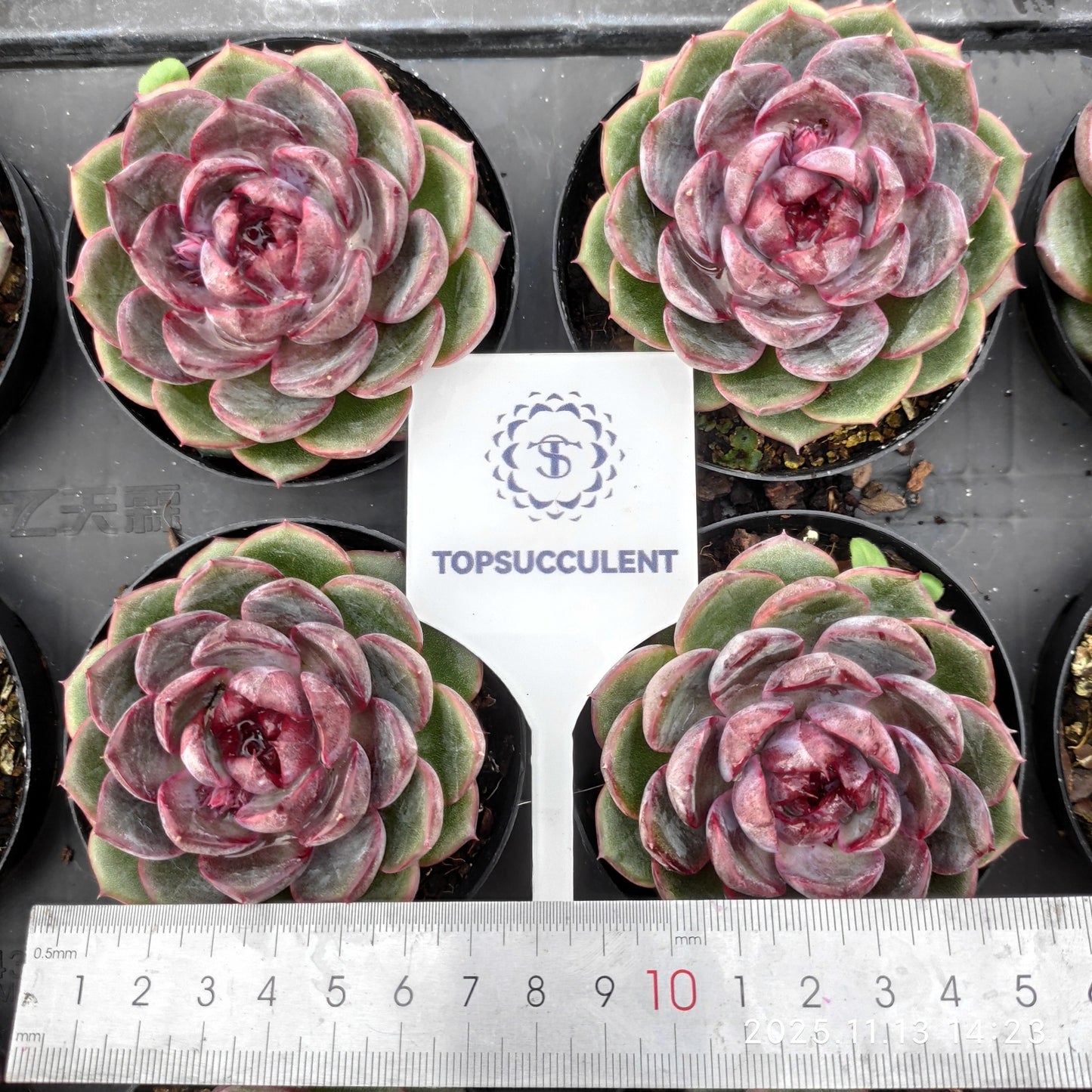 20056 Echeveria Cheese Blueberry (9cm pot size)