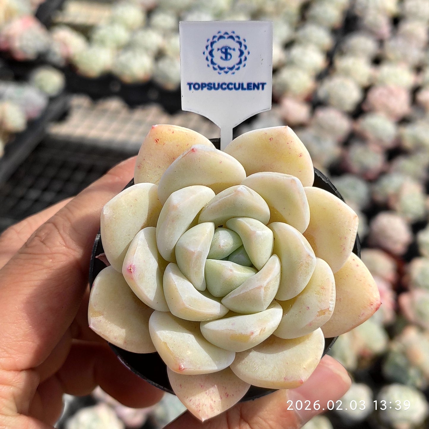 25654 Echeveria Jade Butterfly (6cm pot size)