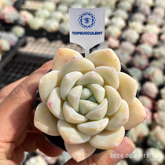 25654 Echeveria Jade Butterfly (6cm pot size)