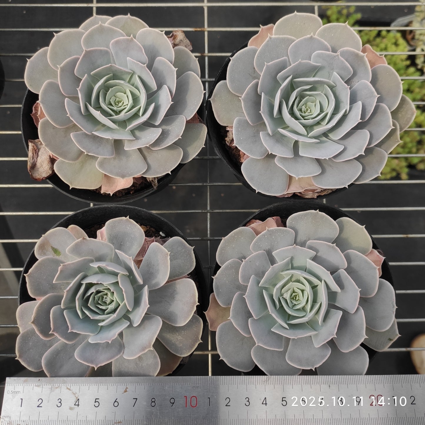 TPKM048 Echeveria San Carlos(12cm pot size)