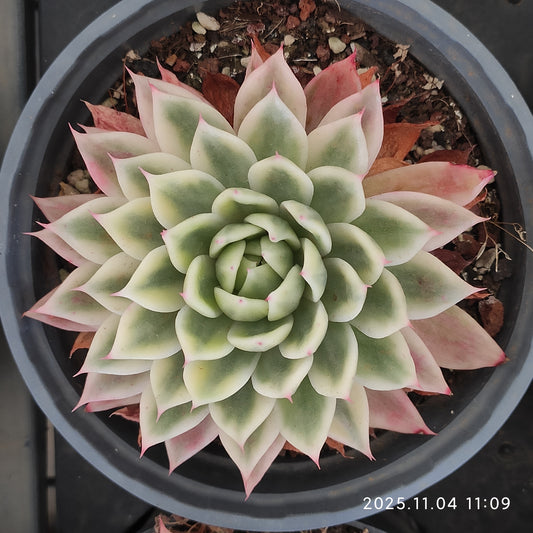 22267 Echeveria Butterfly Variegated (11cm pot size)