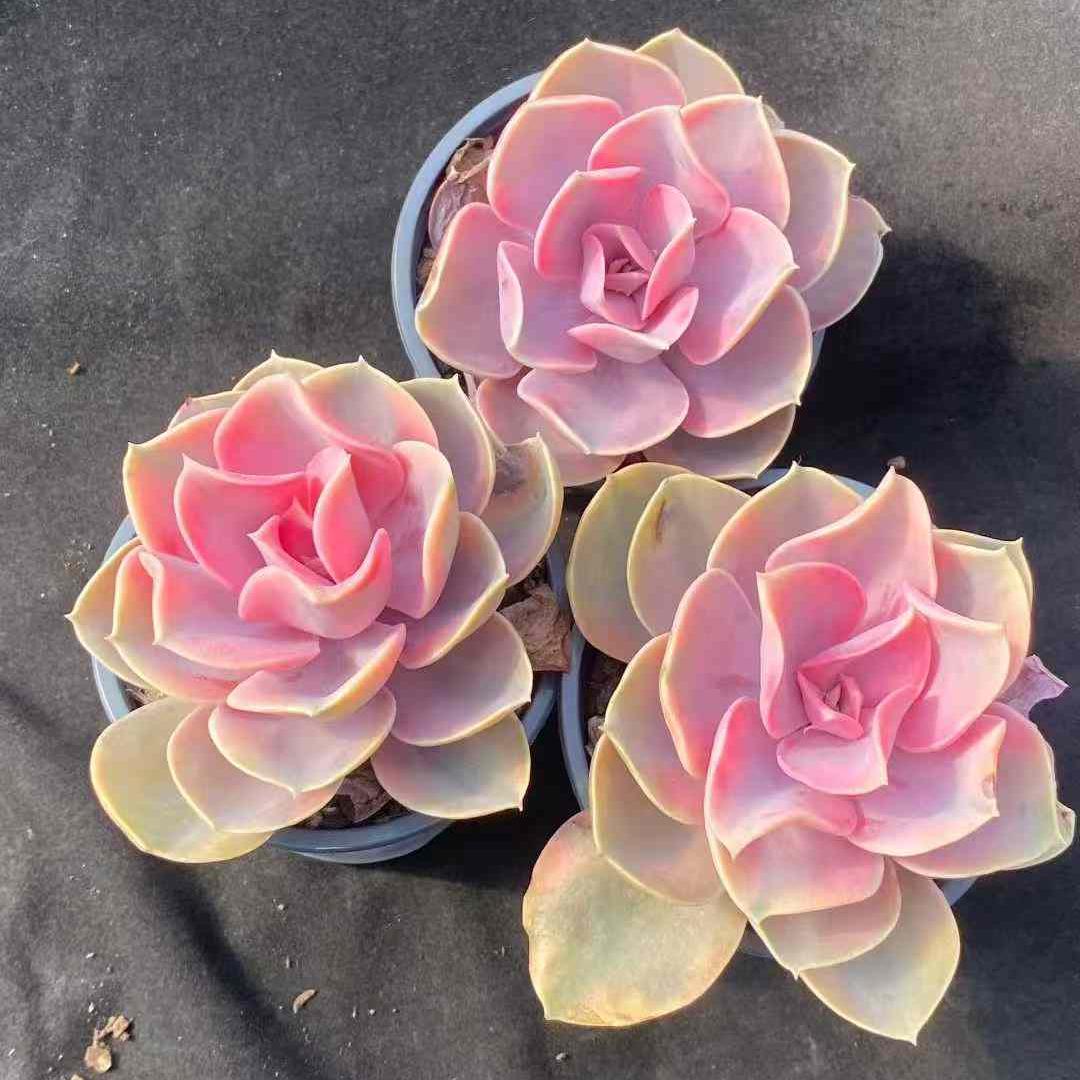 14473 Echeveria Rainbow Variegated (9cm pot size)