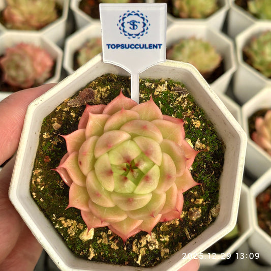 16088 Echeveria Bella Eyelash (7cm pot size)