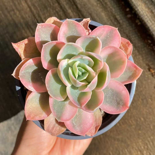 18804 Echeveria Pink Bella Variegated (9cm pot size)