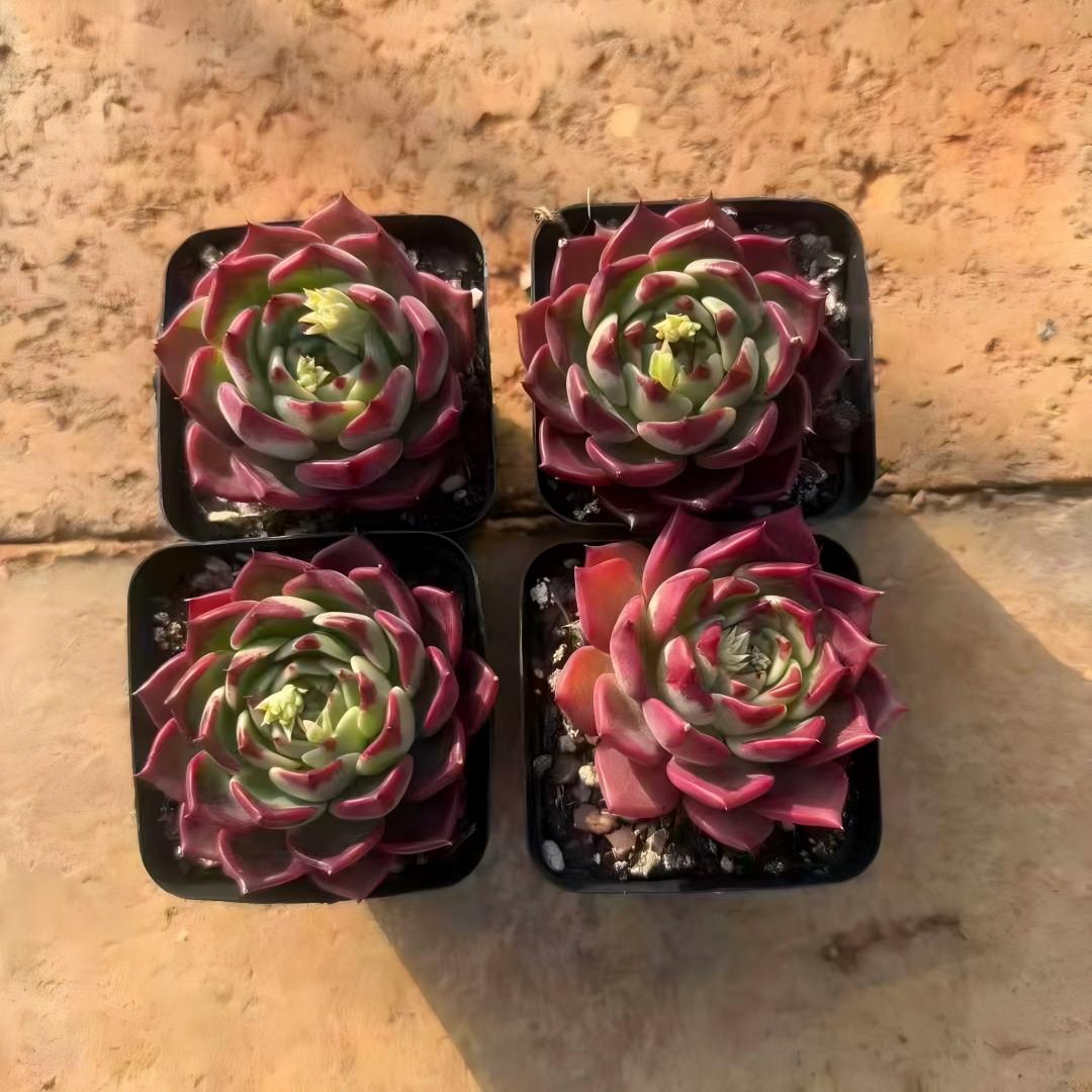 25188 Echeveria Black NightEcheveria Black Night (7cm pot size)