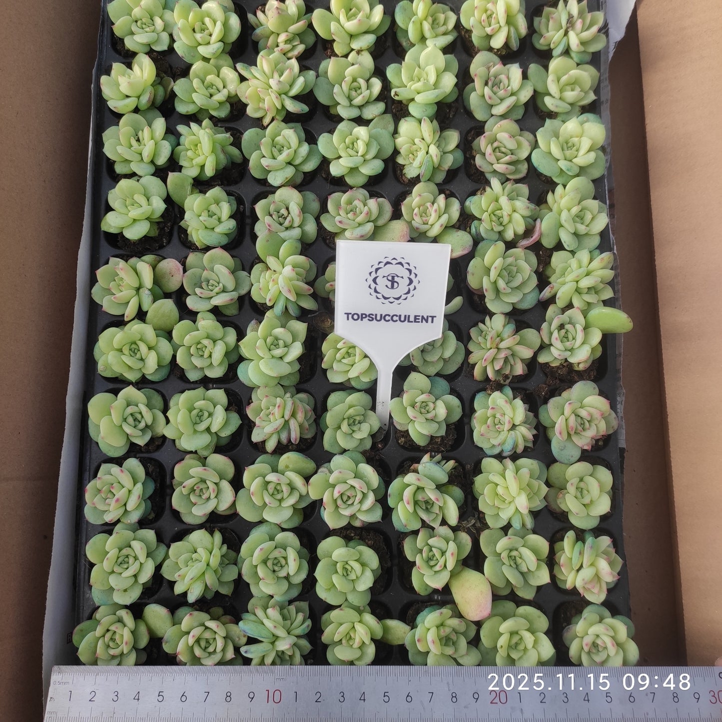 23971 Echeveria AK Maria (3cm pot size)