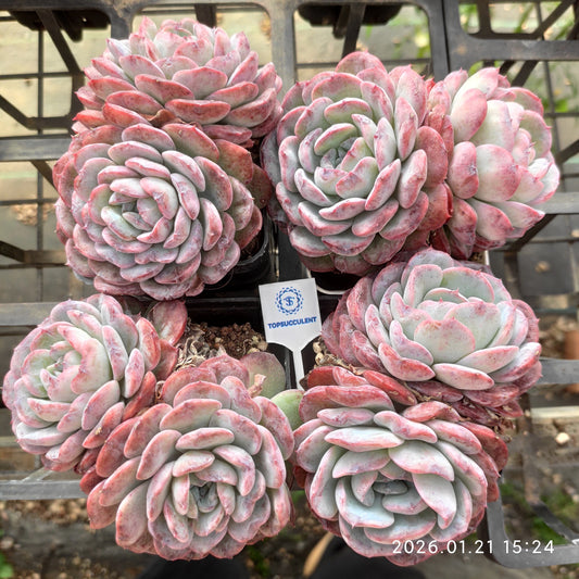 25140 Echeveria Bright Love (7cm pot size)