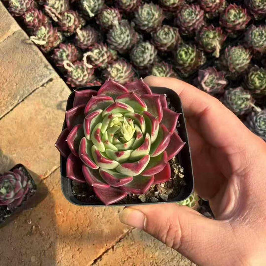 25188 Echeveria Black Night (7cm pot size)