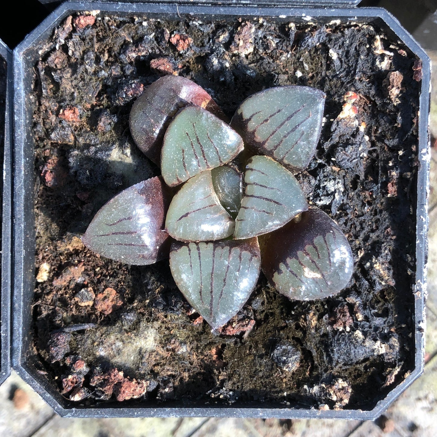 20895 Haworthia Taizuki Tan (3cm pot size)