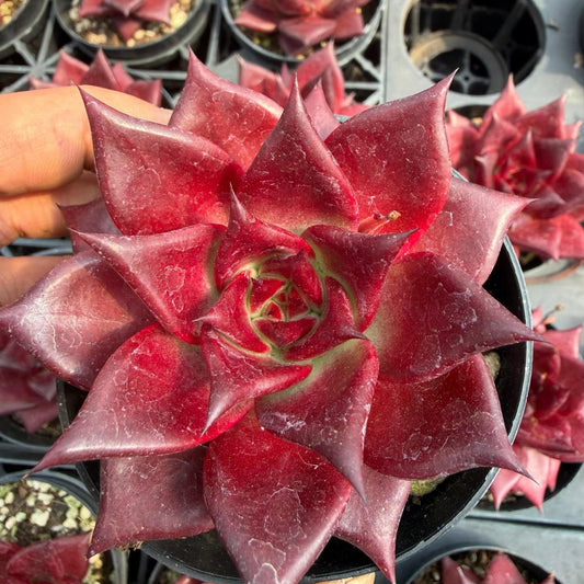 12475 Echeveria Robin (9cm pot size)