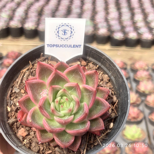 18250 Echeveria Lafia (9cm pot size)