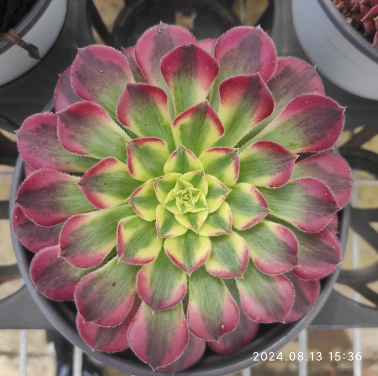 ZSM1004 Aeonium Beauty Girl