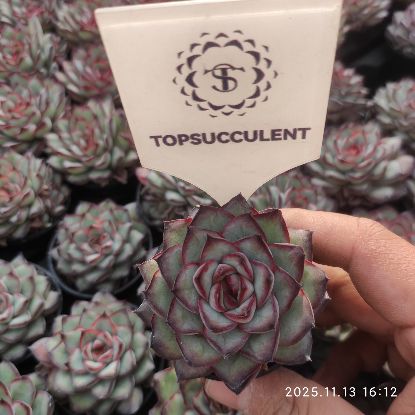 19243 Echeveria Mexico Pulidones (5.5cm pot size)