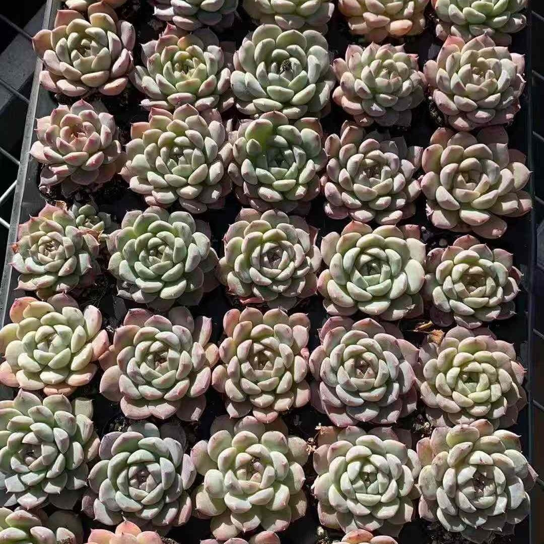 23588 Echeveria Malgan Queen Hyb (3cm pot size)