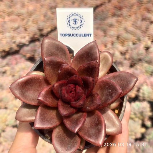 360622 Echeveria Joyful Rose (9cm pot size)