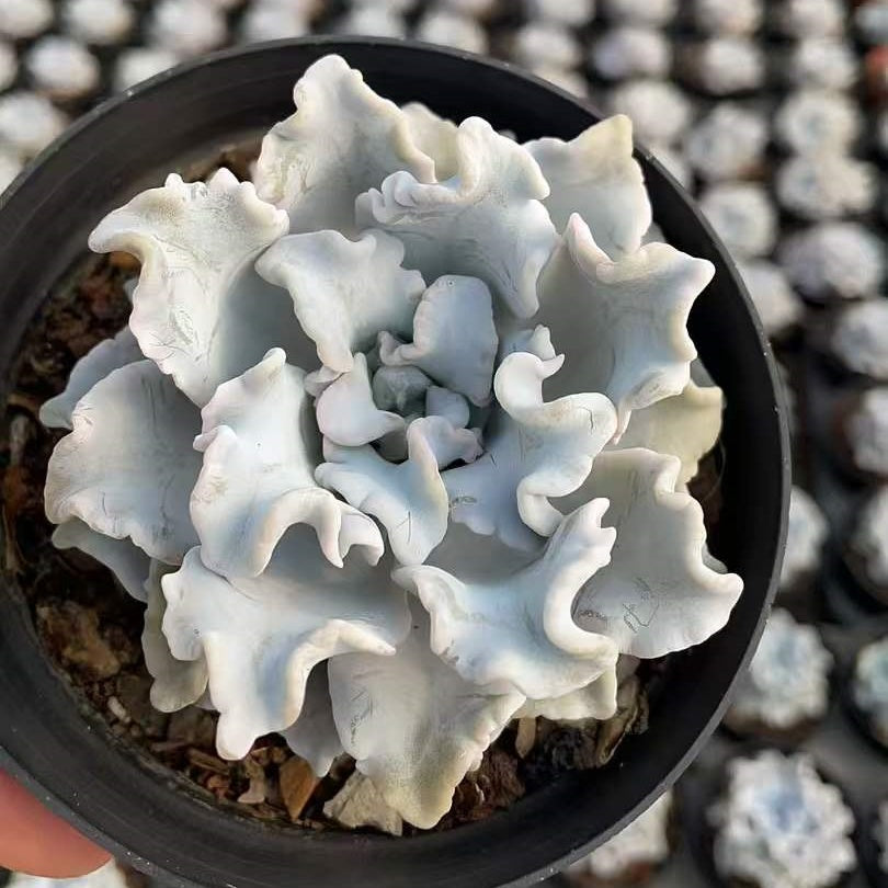 22850 Echeveria Crispate Beauty (11cm pot size)