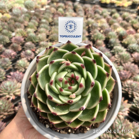 18610 Echeveria Blue Dragon (16cm pot size)