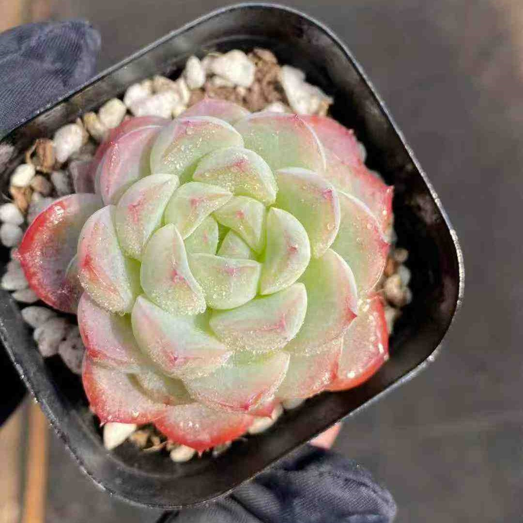 18809 Echeveria Plain Ice (6.3cm pot size)