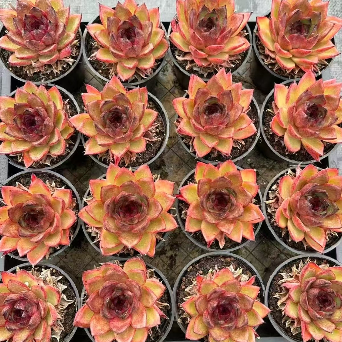 QNY203 Echeveria Black Cube(9cm pot size)