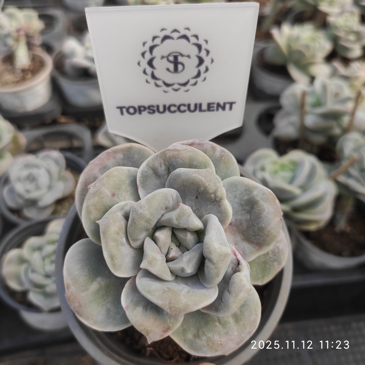 17571 Echeveria Lovely Rose Drops (9cm pot size)