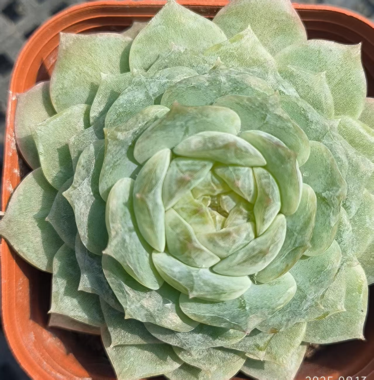 GR118 Echeveria Pure Love(6.5cm pot size)