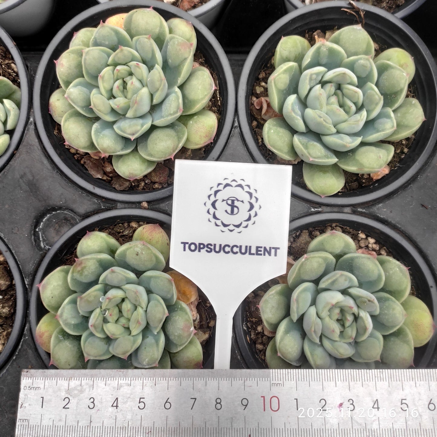 22800 Echeveria Abi Water Beads (9cm pot size)