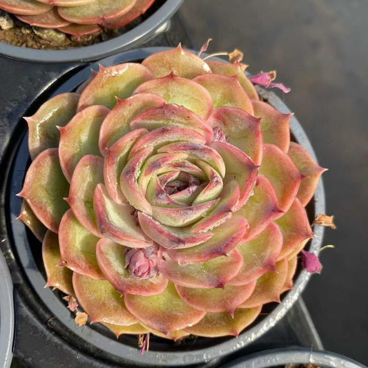 21922 Echeveria Candy Onslow (9cm pot size)