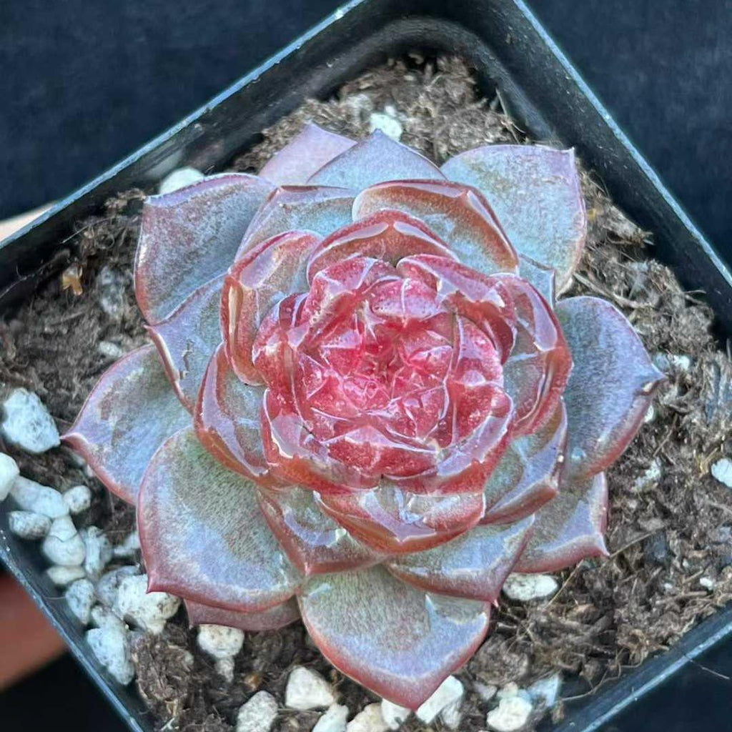 BL2017 Echeveria Crystal Lake(7cm pot size)