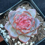 BL2017 Echeveria Crystal Lake(7cm pot size)