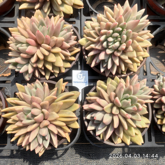 22163 Echeveria Ruby Donna Cristata (12cm pot size)