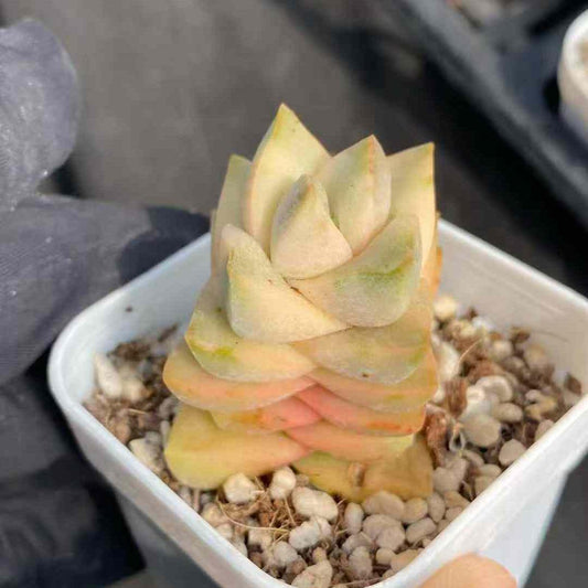 7910 Echeveria Moonglow Variegated (5.5cm pot size)