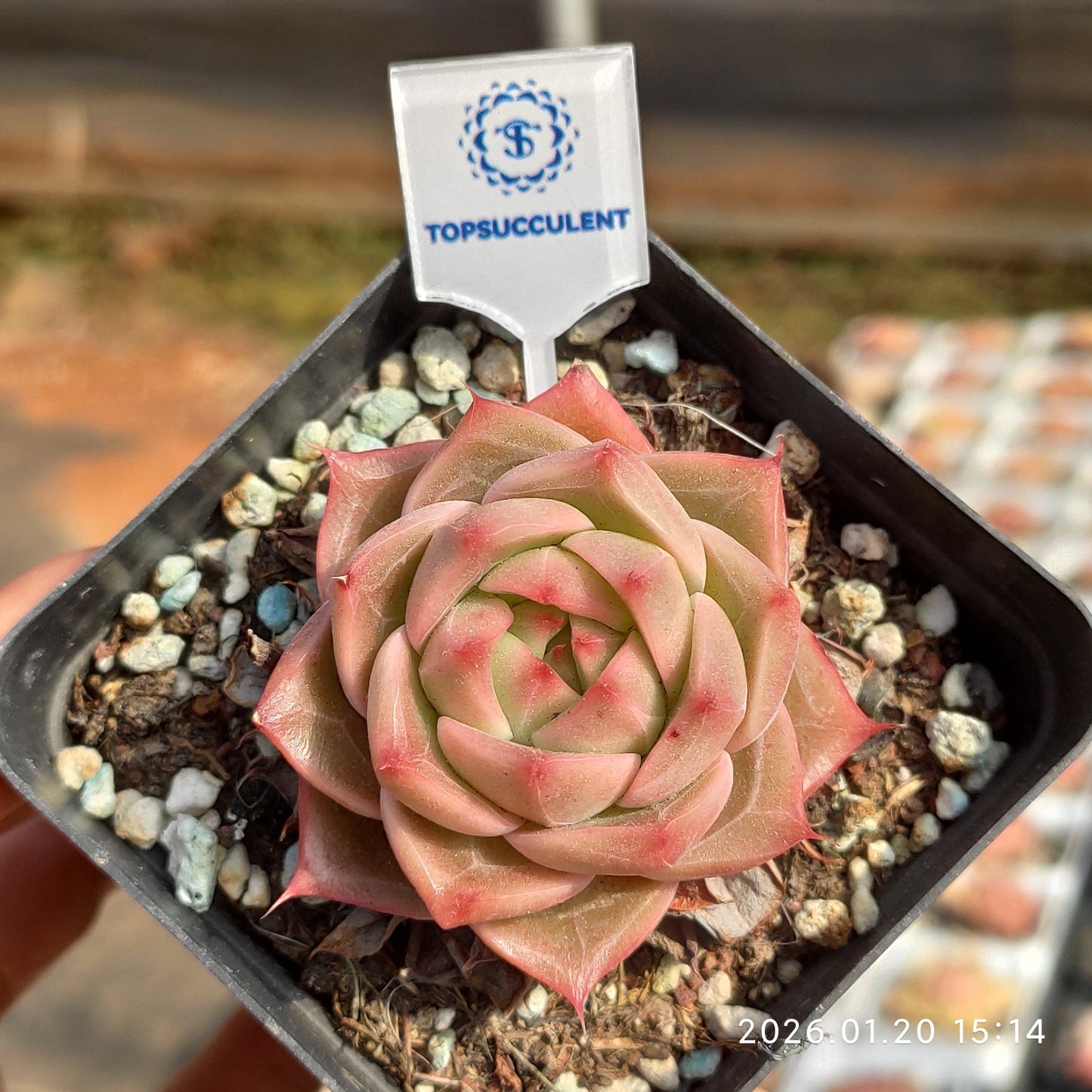 24900 Echeveria Perline (7cm pot size)