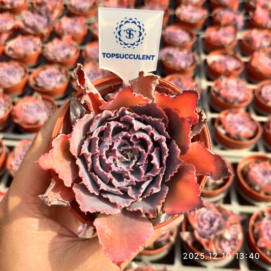 T1144 Echeveria Shaviana Truffles (9cm pot size)