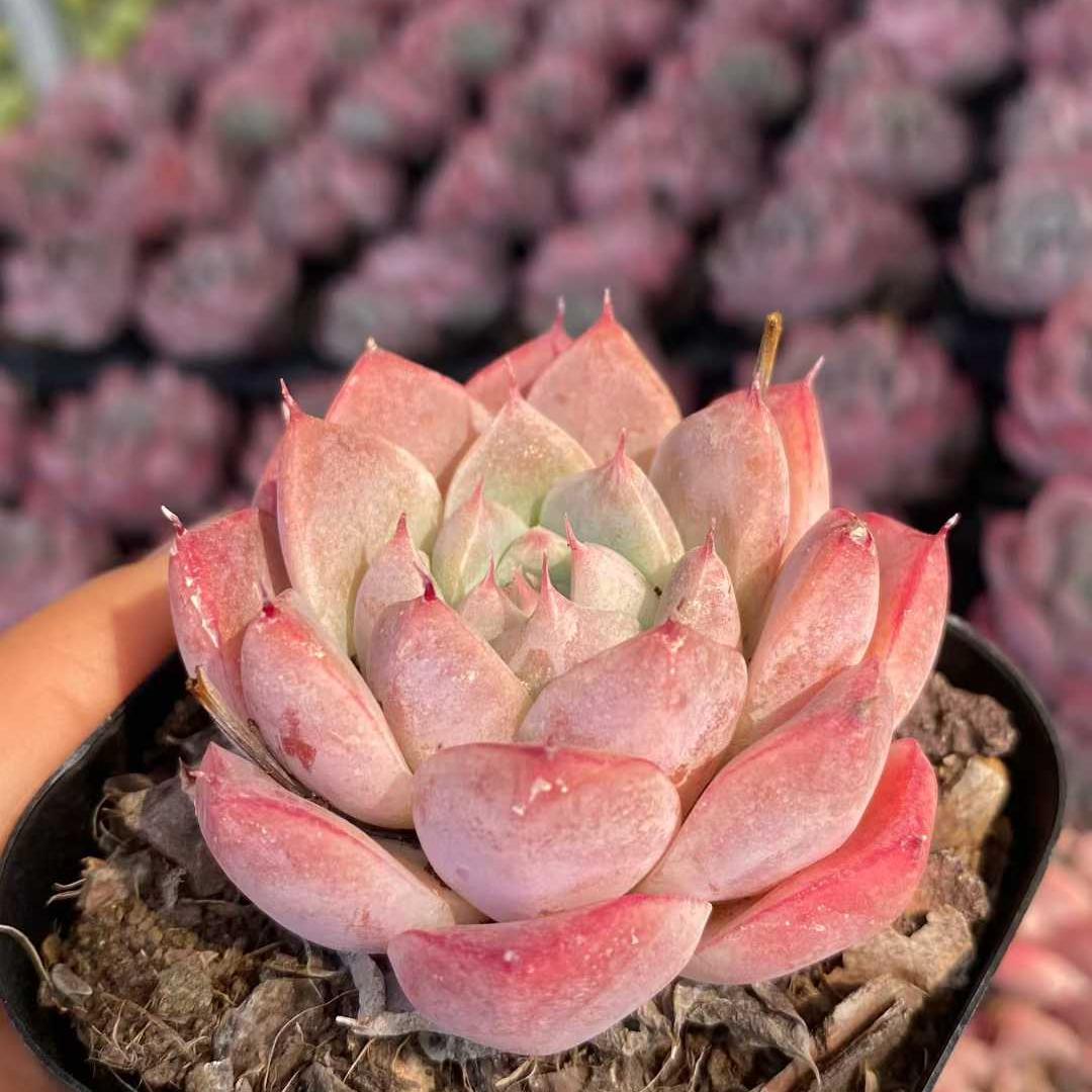 0319 Echeveria Alba Beauty (6.3cm pot size)