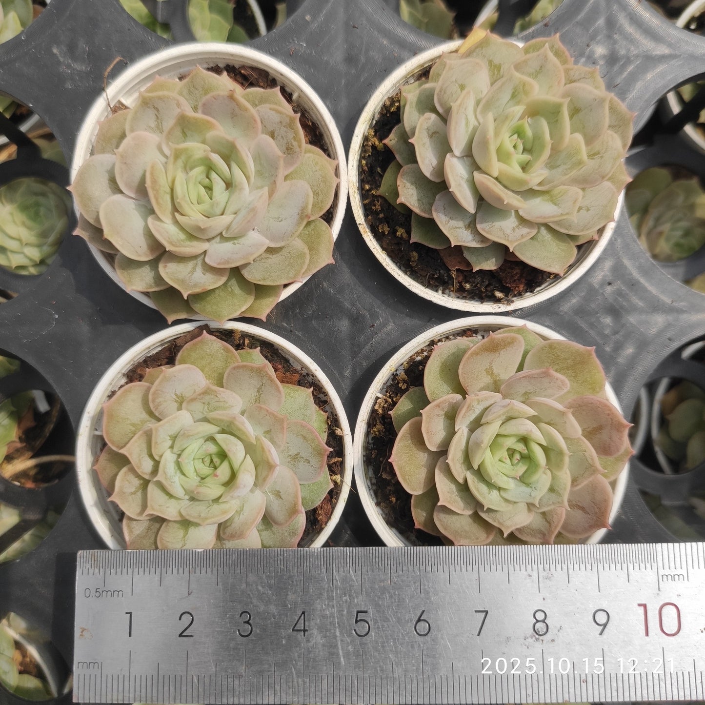19021 Echeveria Onslow (5.5cm pot size)