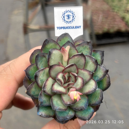 19243 Echeveria Mexico Pulidones (5.5cm pot size)
