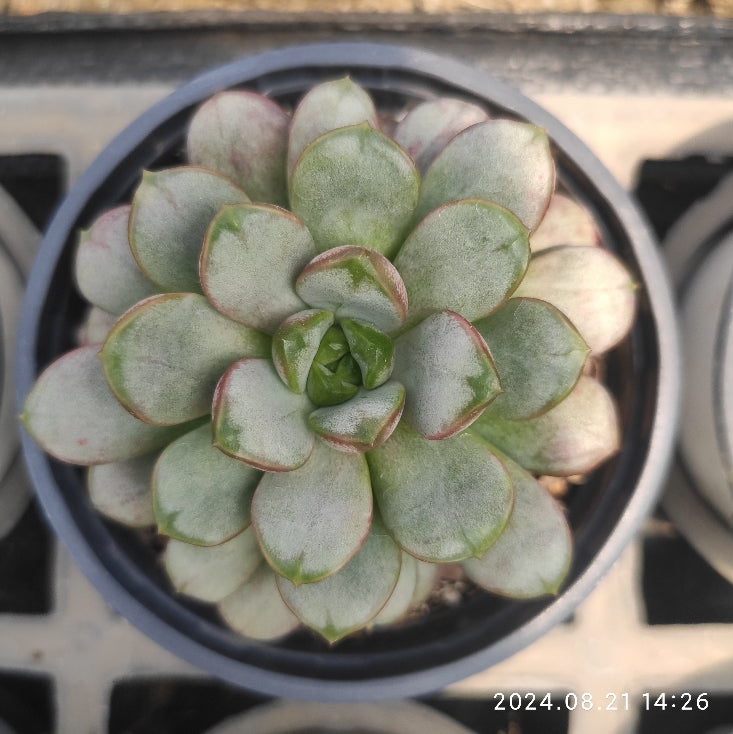 HWQ058 Echeveria Ametum