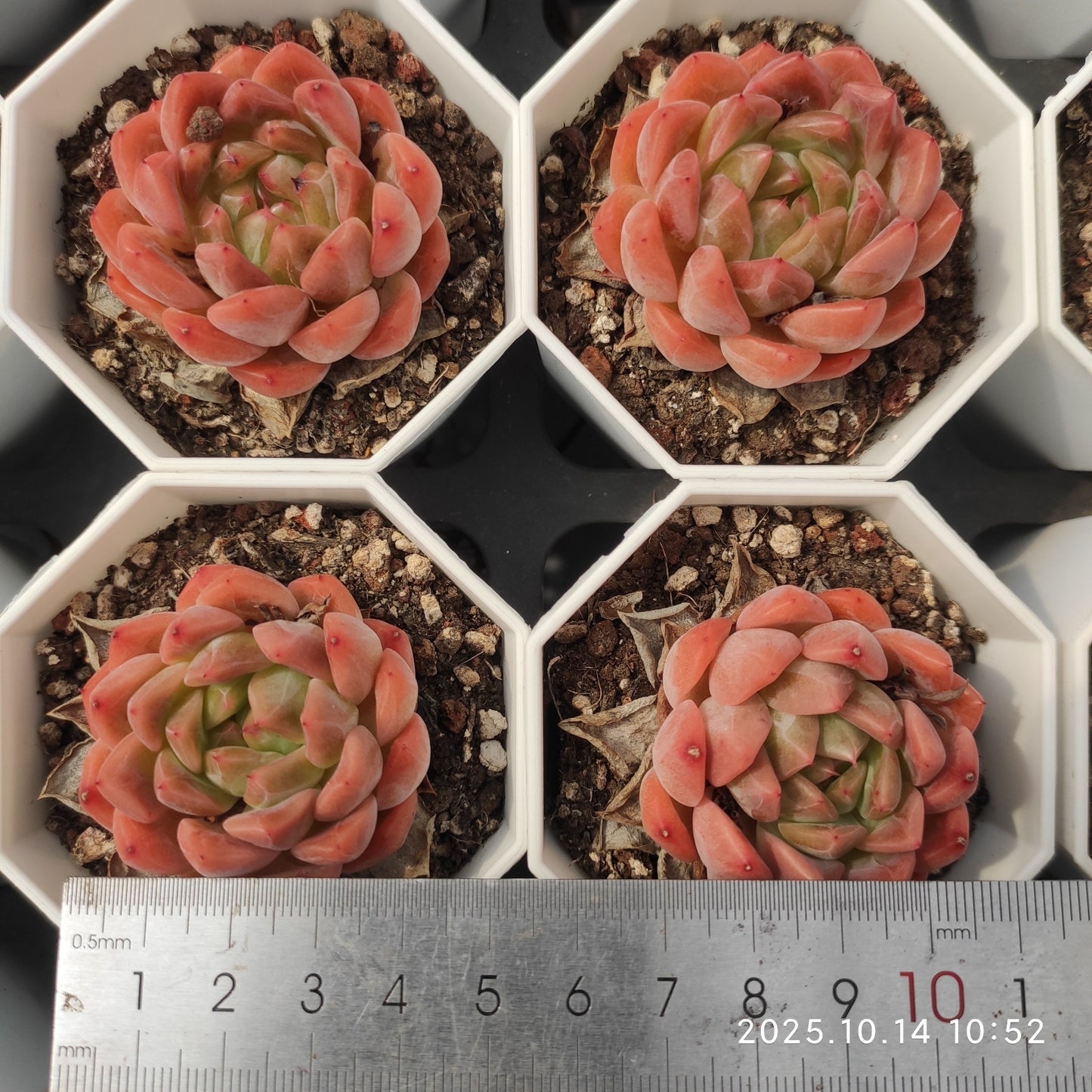 WWA343 Echeveria Moon Stone x Agavoides(7cm pot size)