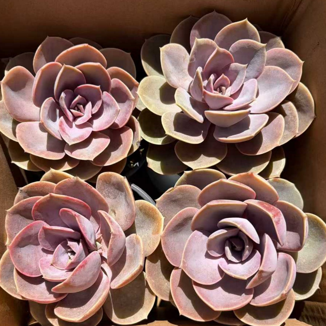 25355 Echeveria Perle von Nurnberg (12cm pot size)