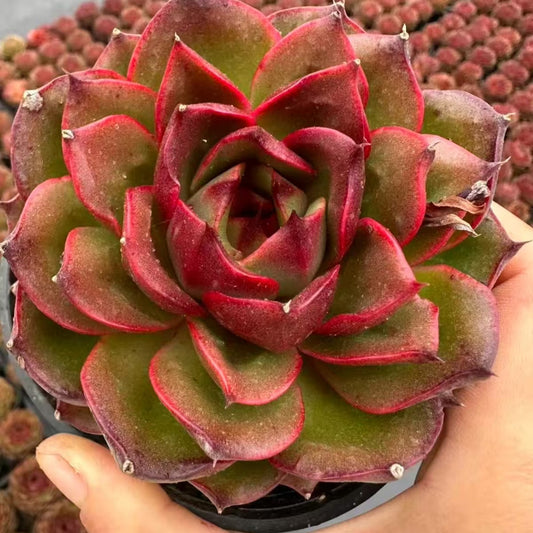 QNY198 Echeveria Obsidian(10cm pot size)